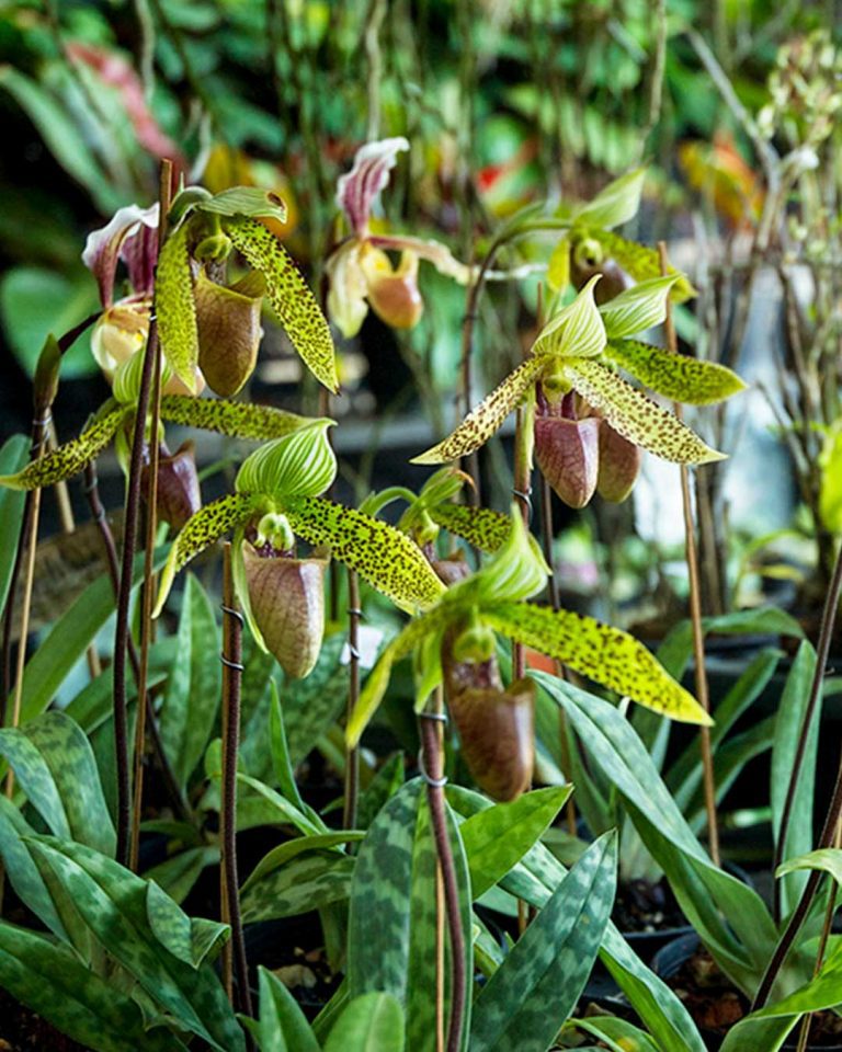 Kham Tiang Flower market Chiang Mai