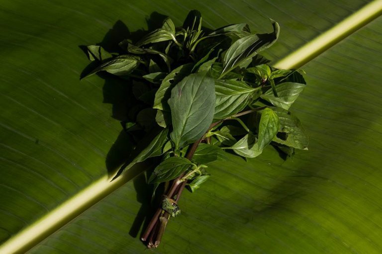 Thai basil