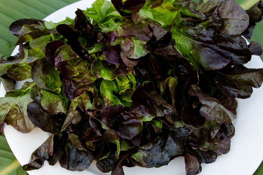 Red Leaf Lettuce