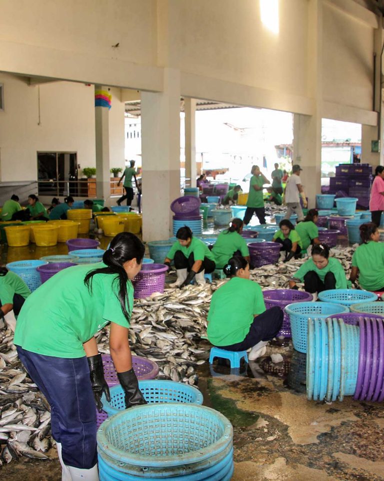 Ranong fish auction