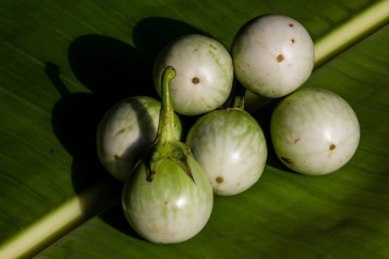 Thai eggplant