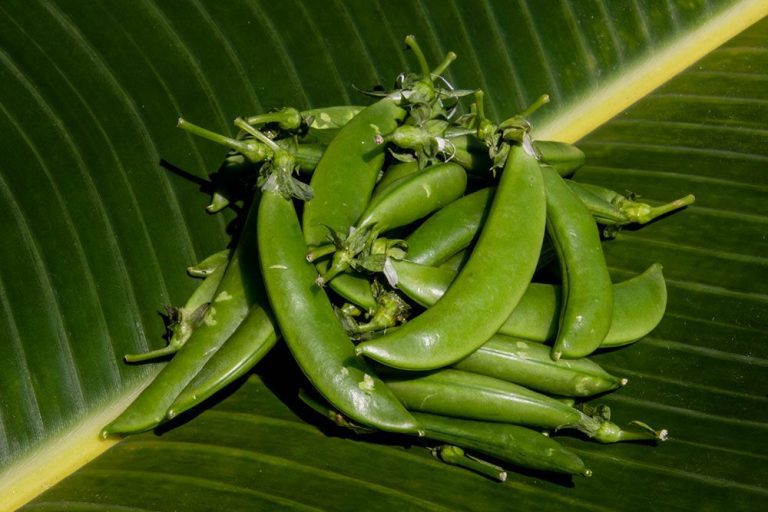Snow peas