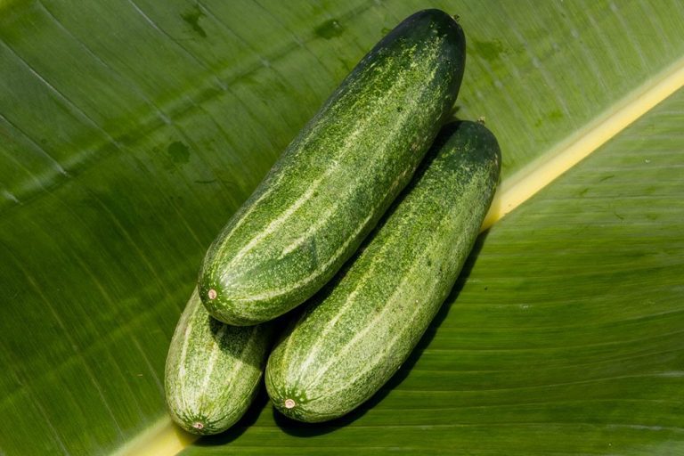 Cucumber