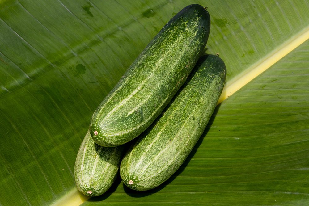 Cucumber