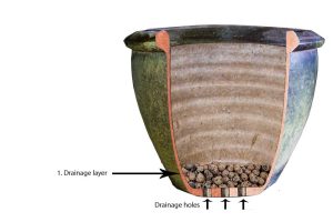 How to grow turmeric in a pot