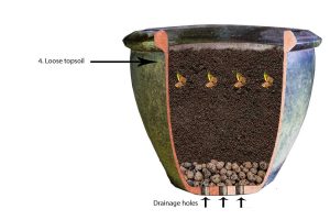 How to grow turmeric in a pot