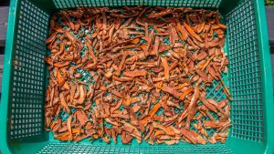 How to make turmeric powder. 06