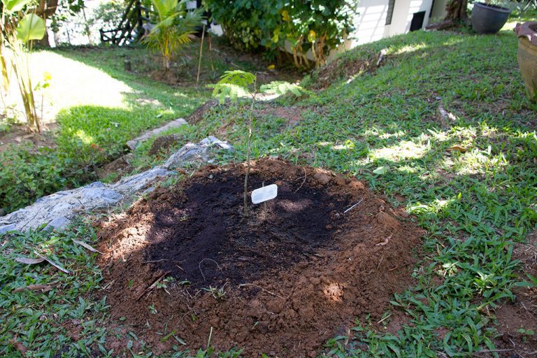 Acacia Concinna, Shikakai, Soap-Pod