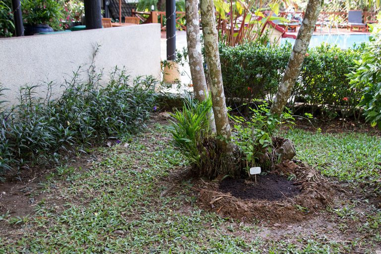 Clitoria ternatea, Butterfly pea