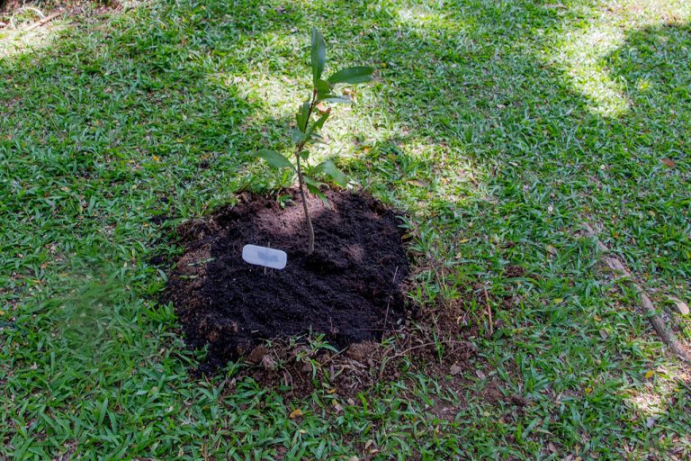 Ardisia elliptica Thunb