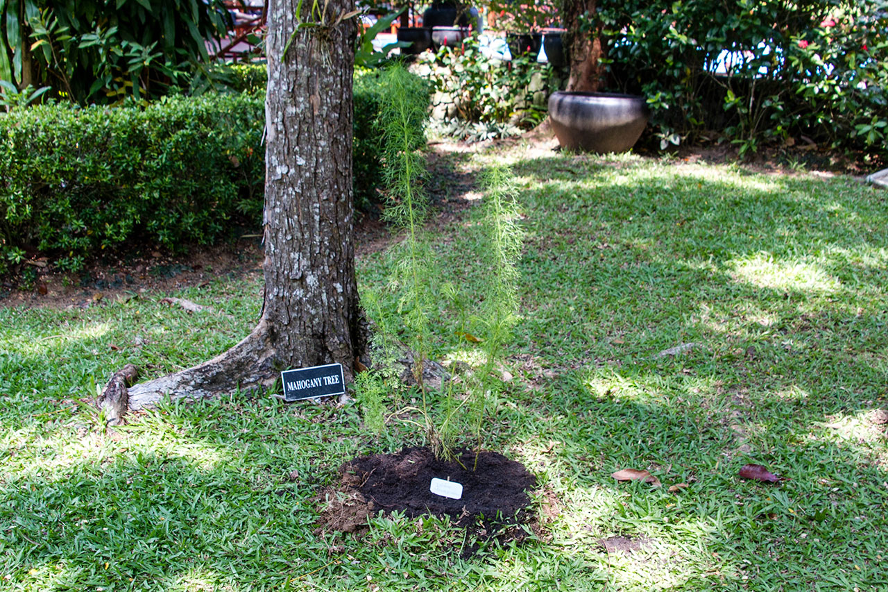 Artemisia annua, Sweet wormwood, โกฐจุฬาลัมพา