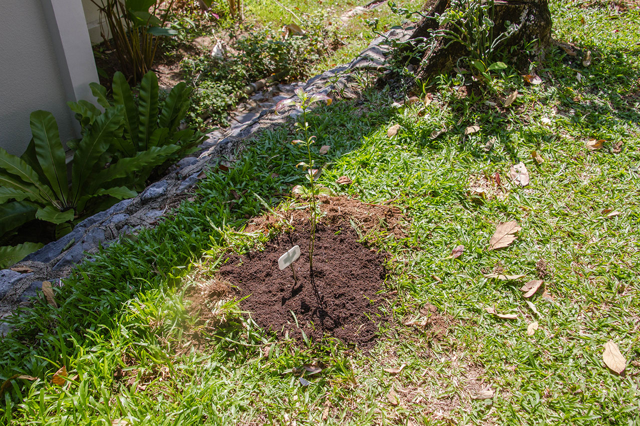 Barleria prionitis Porcupine flower อังกาบหนู