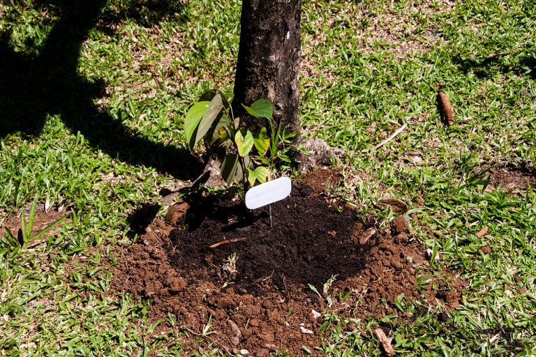 Bauhinia sirindhornia, Bauhinia Vine, สิรินธรวัลลี