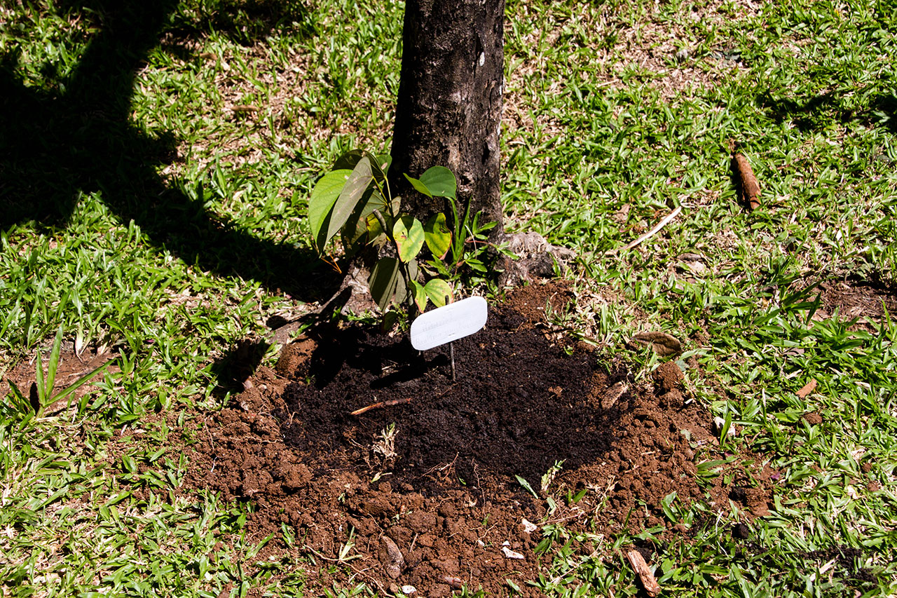 Bauhinia sirindhornia, Bauhinia Vine, สิรินธรวัลลี