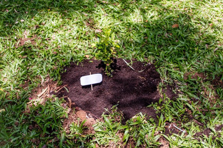 Carissa carandas, Karanda, มะนาวโห่