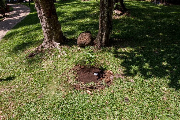 Cinnamomum camphora, Camphor tree, การบูร