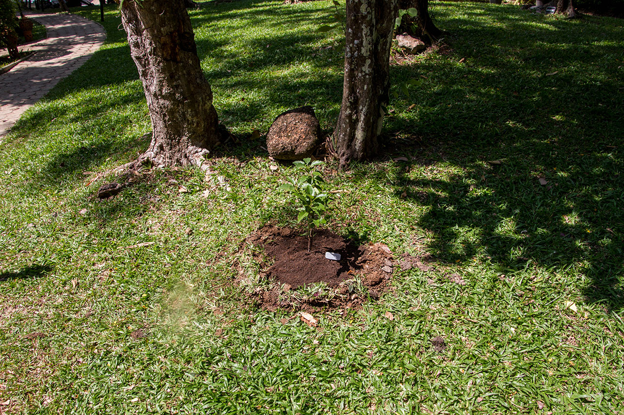 Cinnamomum camphora, Camphor tree, การบูร