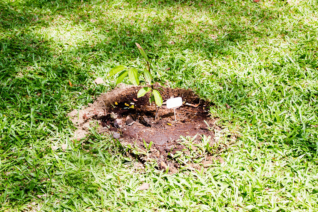 Cinnamon cassia, Chinese cinnamon, อบเชยเทศ