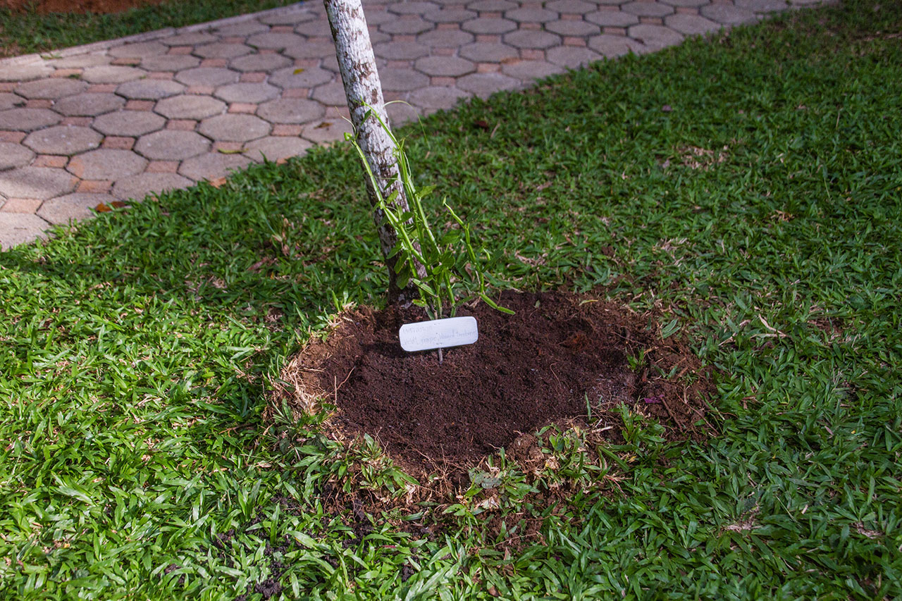 Cissus quadrangularis, Veldt grape