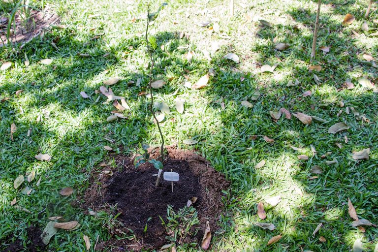 Citrus hystrix, Kaffir lime, มะกรูด