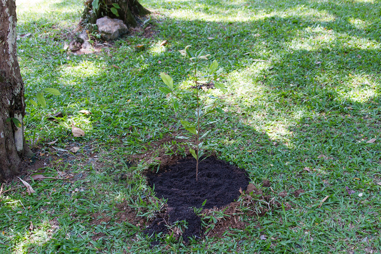 Syzygium aromaticum, Clove, กานพลู