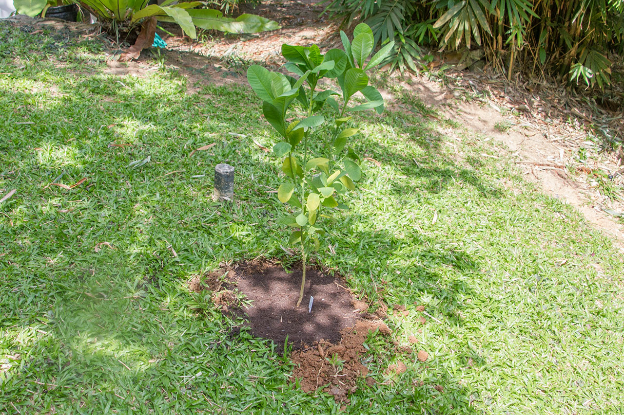 Crotalaria spectabilis Roth., Blue trumpet vine, รางจืดต้น