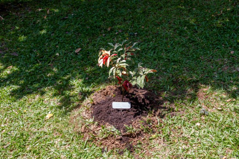 Excoecaria cochinchinensis Lour., Chinese croton, กระบือเจ็ดตัว