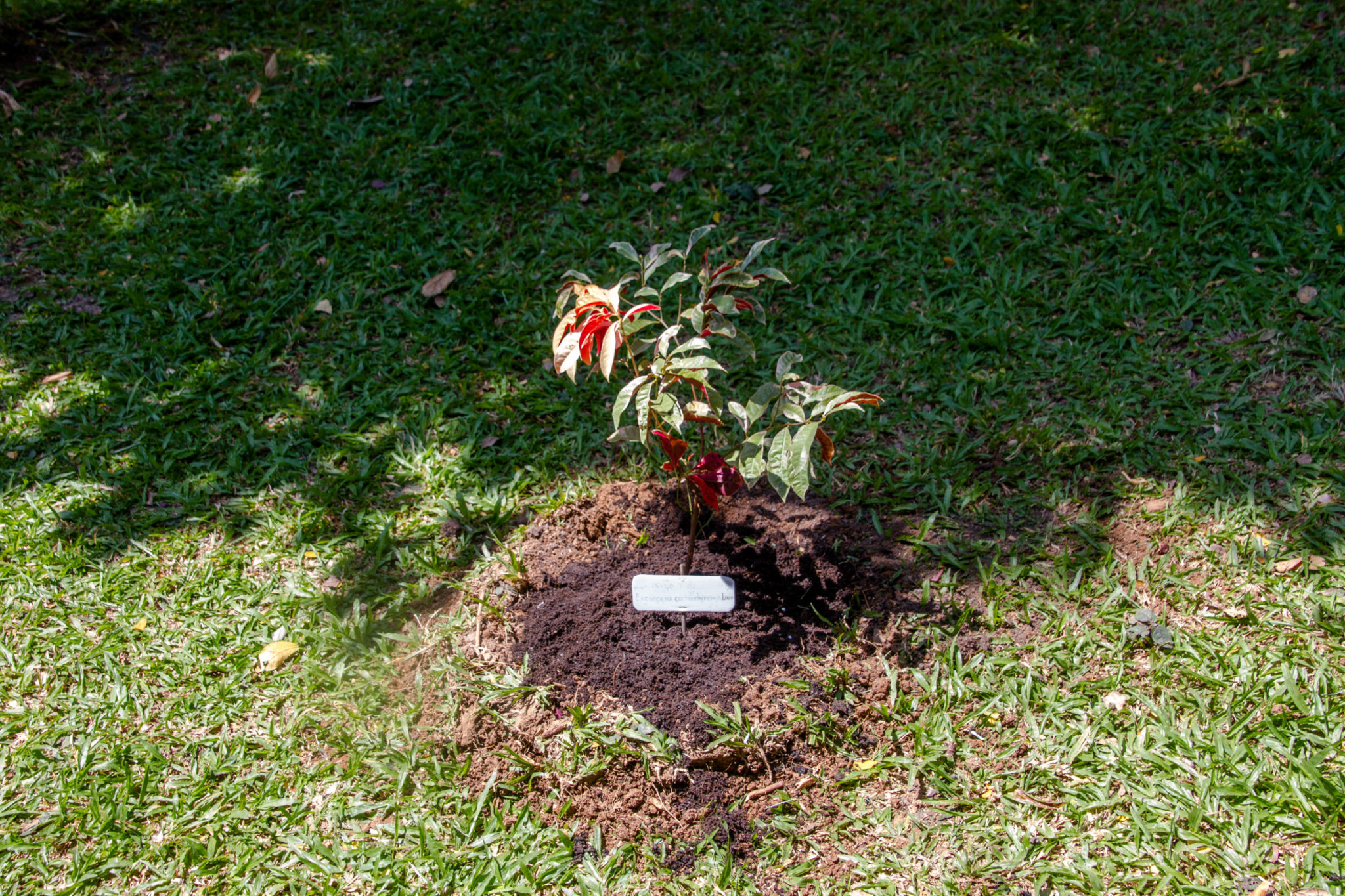 Excoecaria cochinchinensis Lour., Chinese croton, กระบือเจ็ดตัว