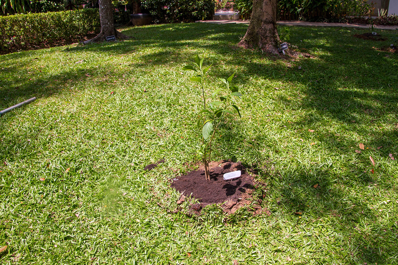 Gymnanthemum extensum, Bitterleaf tree, หนานเฉาเหว่ย