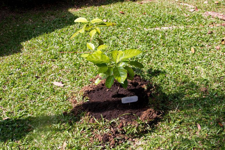 Litsea petiolata Hook.f., Thammang, แมงดา