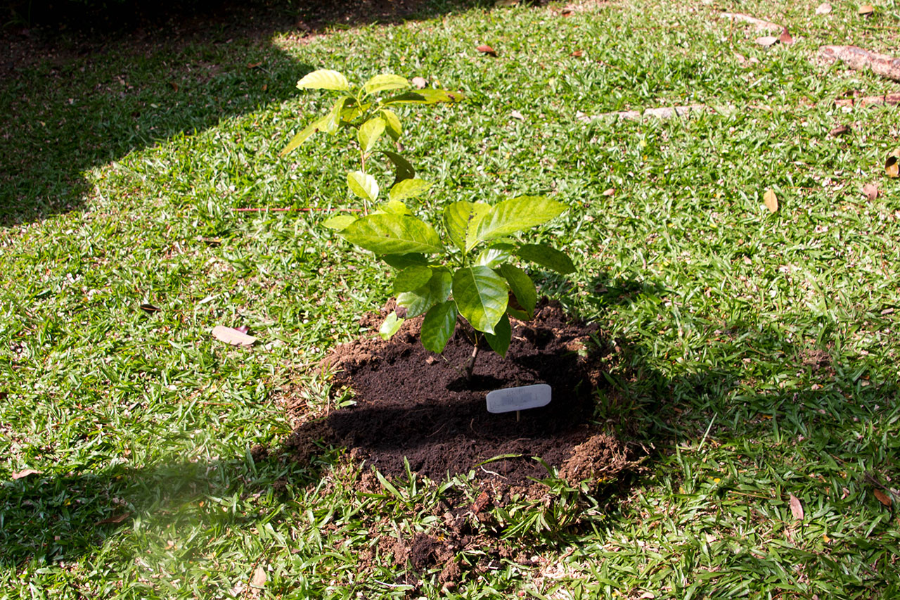 Litsea petiolata Hook.f., Thammang, แมงดา