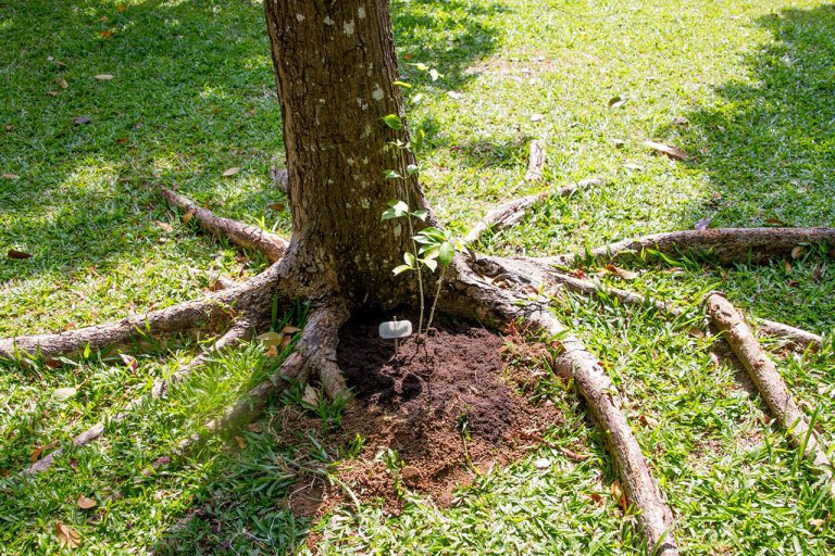Mansoa alliacea, Garlic vine, กระเทียมเถา