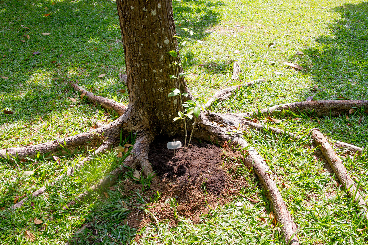 Mansoa alliacea, Garlic vine, กระเทียมเถา
