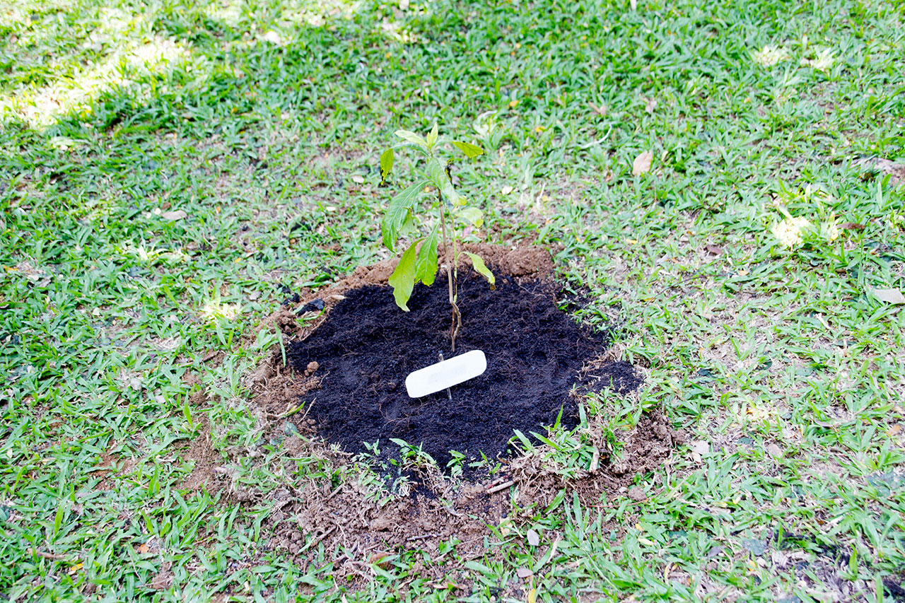 Phlogacanthus pulcherrimus