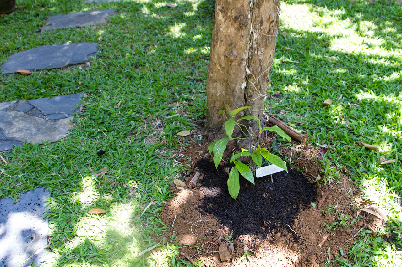 Piper retrofractum Vahl, Long pepper, ดีปลี