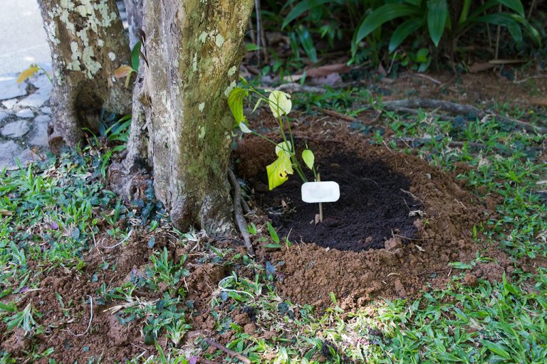 Piper ribesioides Wall, สะค้าน