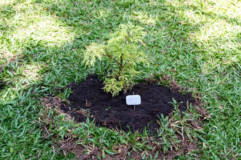 Polyscias fruticosa, Ming Aralia, เล็บครุฑ