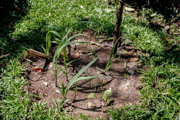 Saccharum officinarum, Sugar Cane