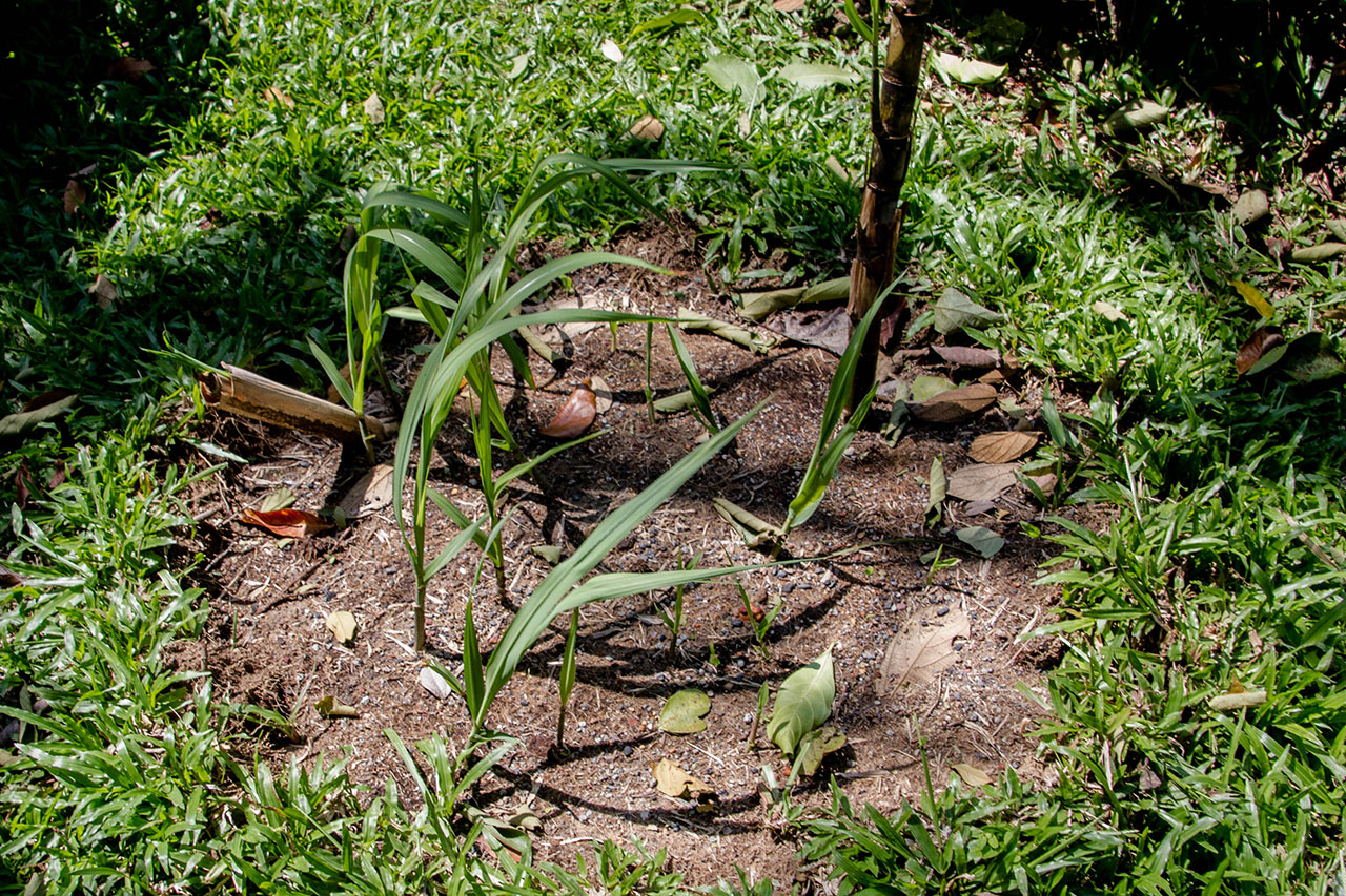Saccharum officinarum, Sugar Cane
