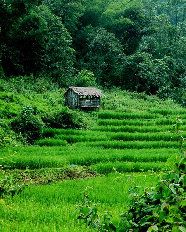 Northern Thailand Rice-fields