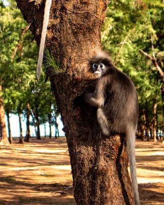 Dusky-leaf-monkey-Phraya-Nakhon-Cave