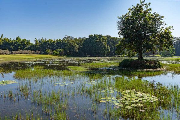 The view over the lake in Rai Mae Fah Luang, Chiang Rai, Thailand