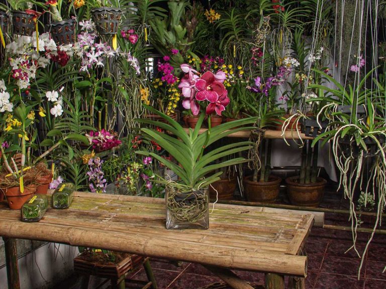 A Orchid traders hobby